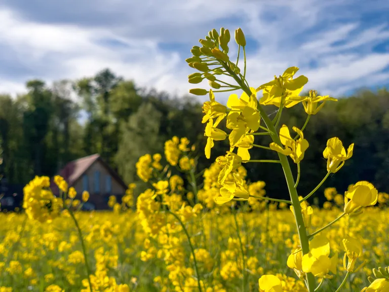 Foto: Blühendes Rapsfeld vor Bauernhaus.